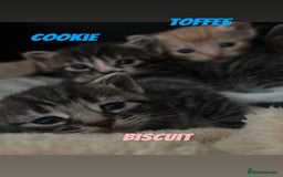 Mixed Breed cats for sale: READY TO GO tabby male female kittens brown  in Ware - Image 13