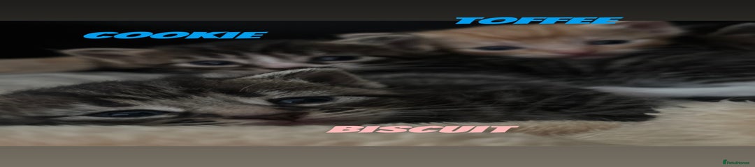 Biscuit