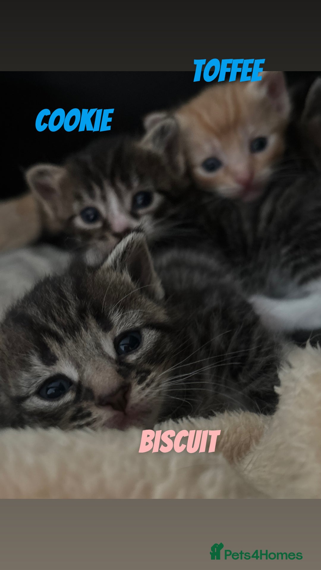Mixed Breed cats for sale: READY TO GO tabby male female kittens brown  in Ware - Image 13