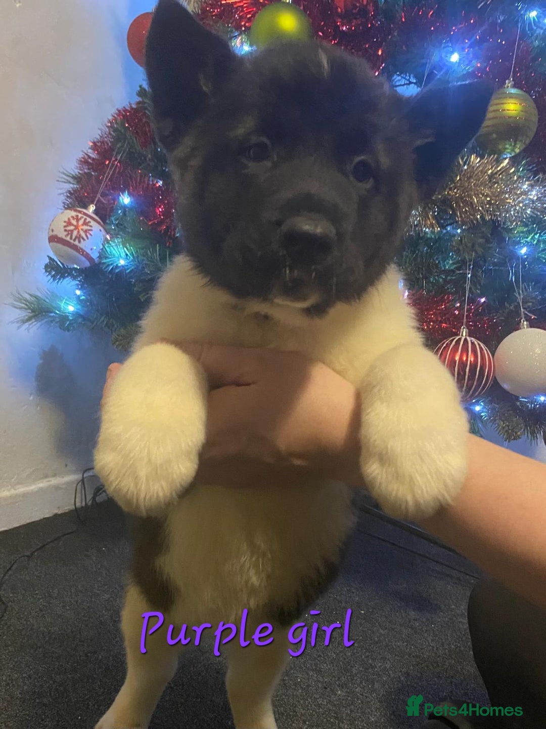 Akita dogs for sale: Ready to leave now. American Akita Puppies 🐾 - Advert 13
