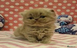 British Shorthair cats for sale: Tica registered British Shorthair kittens Champion - Image 27
