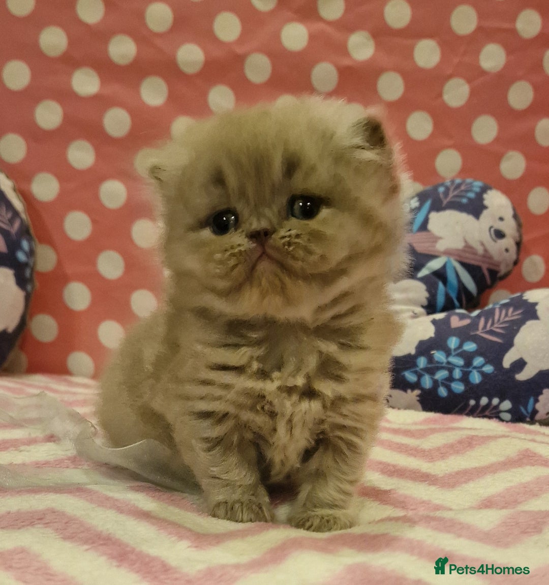 British Shorthair cats for sale: Tica registered British Shorthair kittens Champion - Image 27
