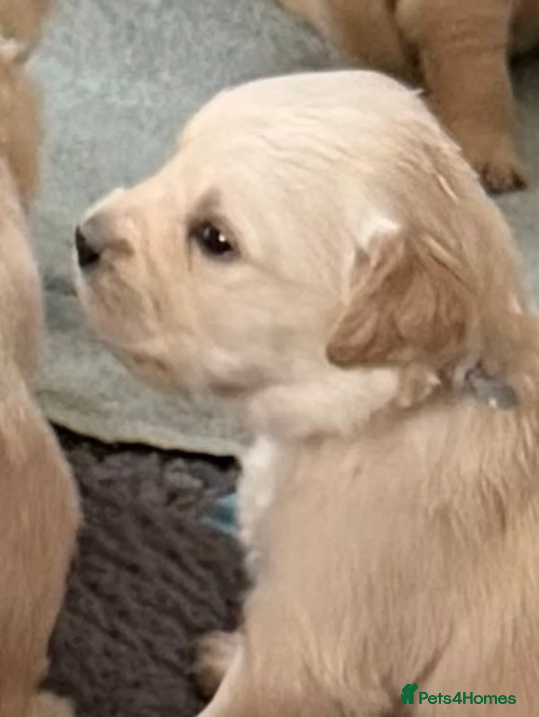 Golden Retriever dogs for sale: KC Registered and tested Golden Retrievers - Advert 2