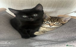 Russian Blue cats for sale: Russian X kittens  - Image 2