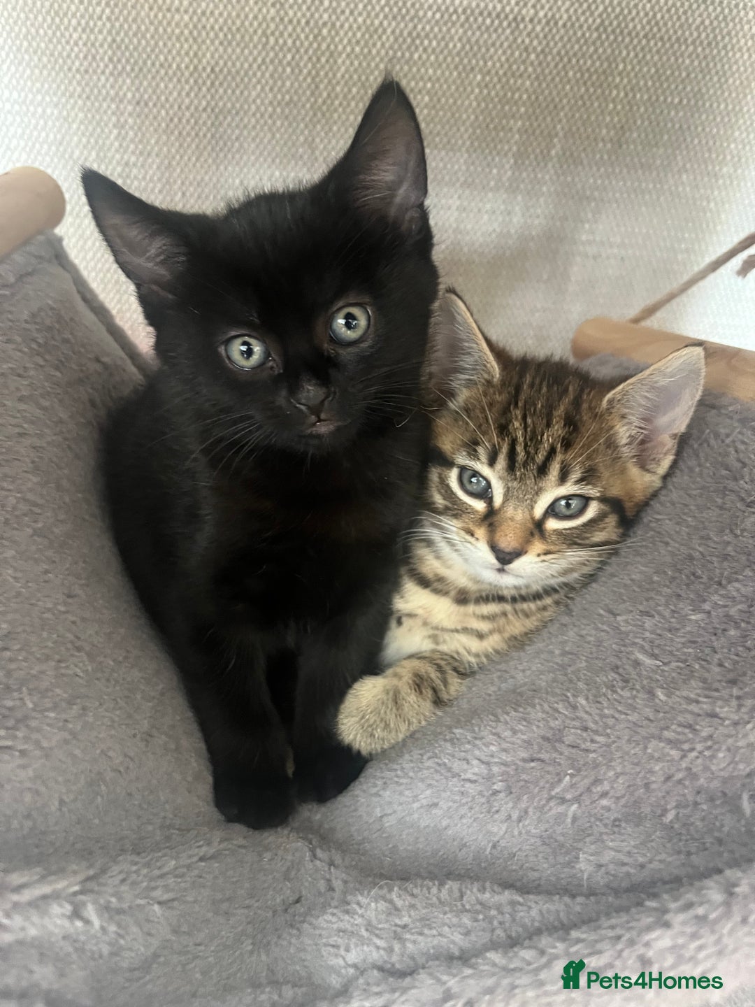 Russian Blue cats for sale: Russian X kittens  - Image 2