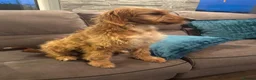 Irish Doodle dogs for sale: Irish Doodle Pups  - Advert 6