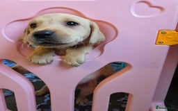 Labrador Retriever dogs for sale: Labrador puppies - Image 12