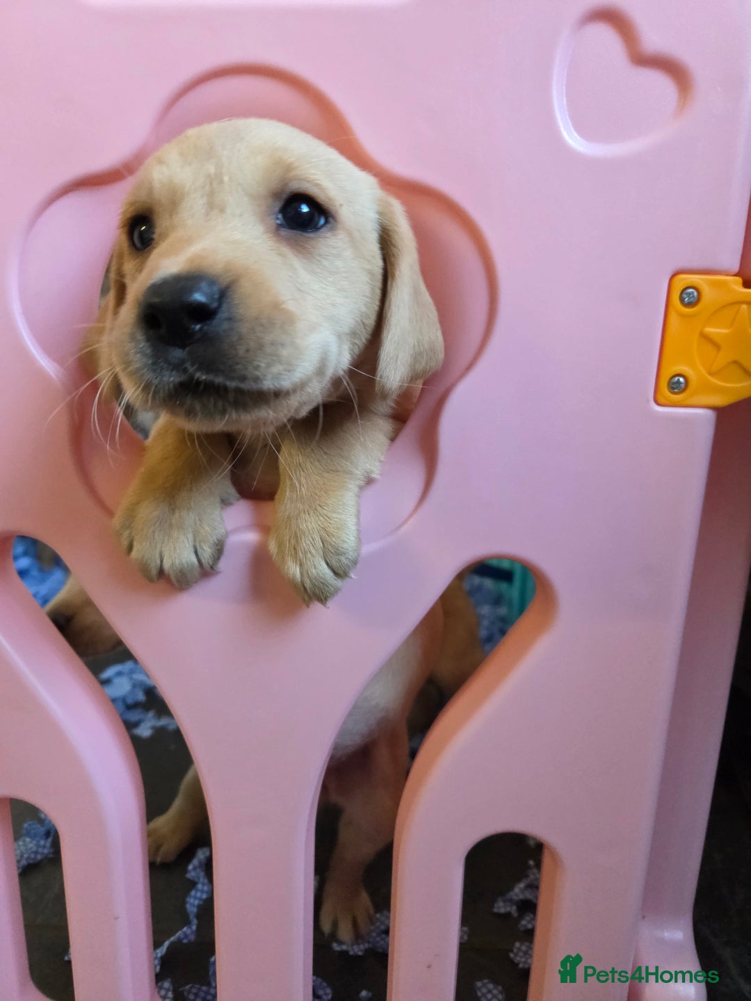 Labrador Retriever dogs for sale: Labrador puppies - Image 12