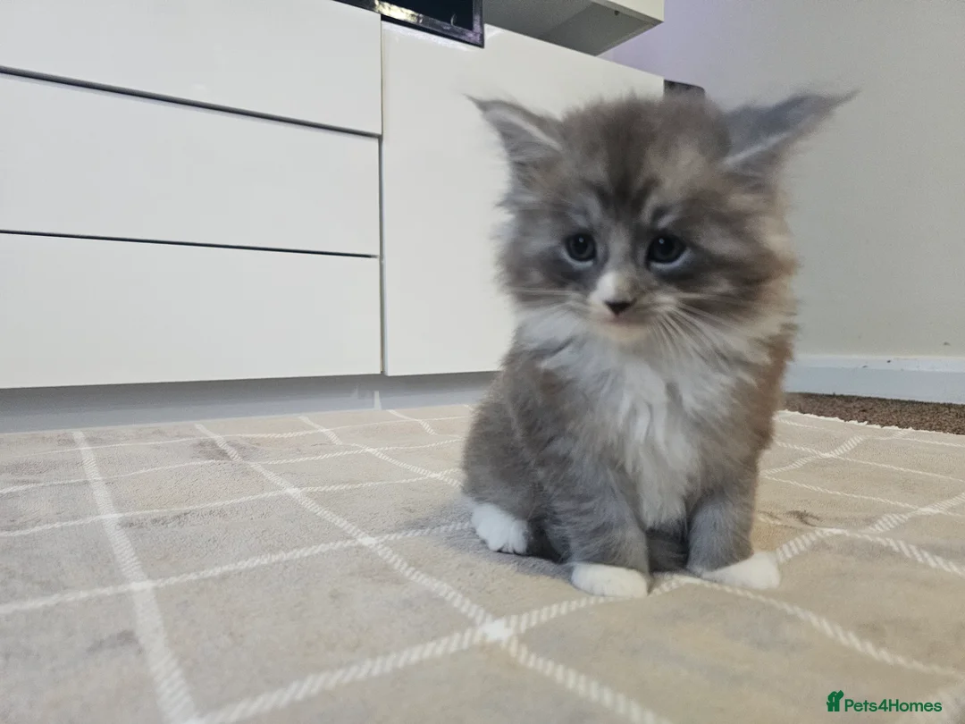 Ragcoon cats for sale: Adorable Maine Coon x Ragdoll Kittens - Advert 20