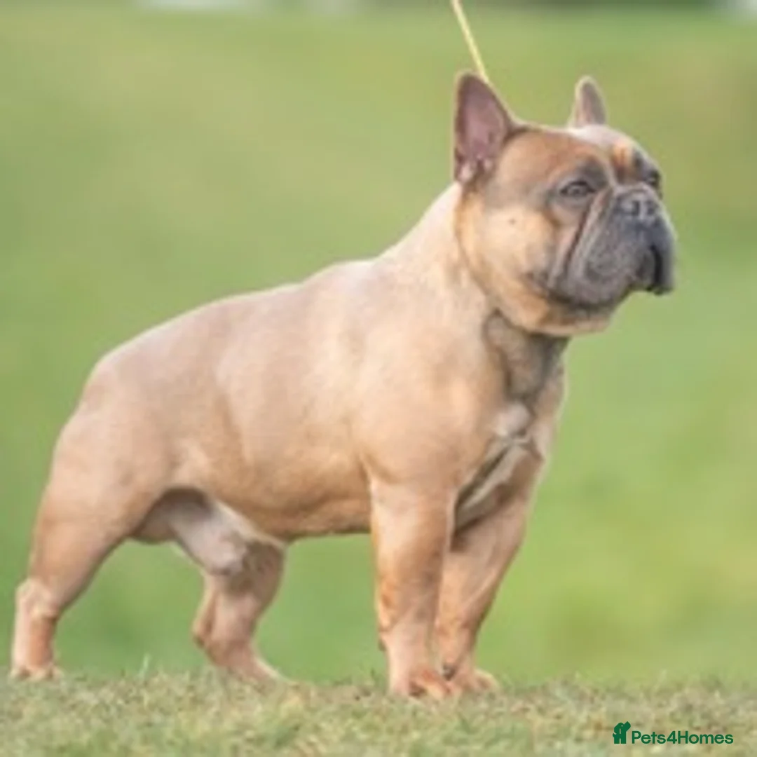 French Bulldog dogs for stud: French Bulldog Stud in Abertillery - Advert 20