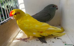 Parakeets birds for sale: Hen kakariki Cinnamon Blue & Buttercup - Image 6