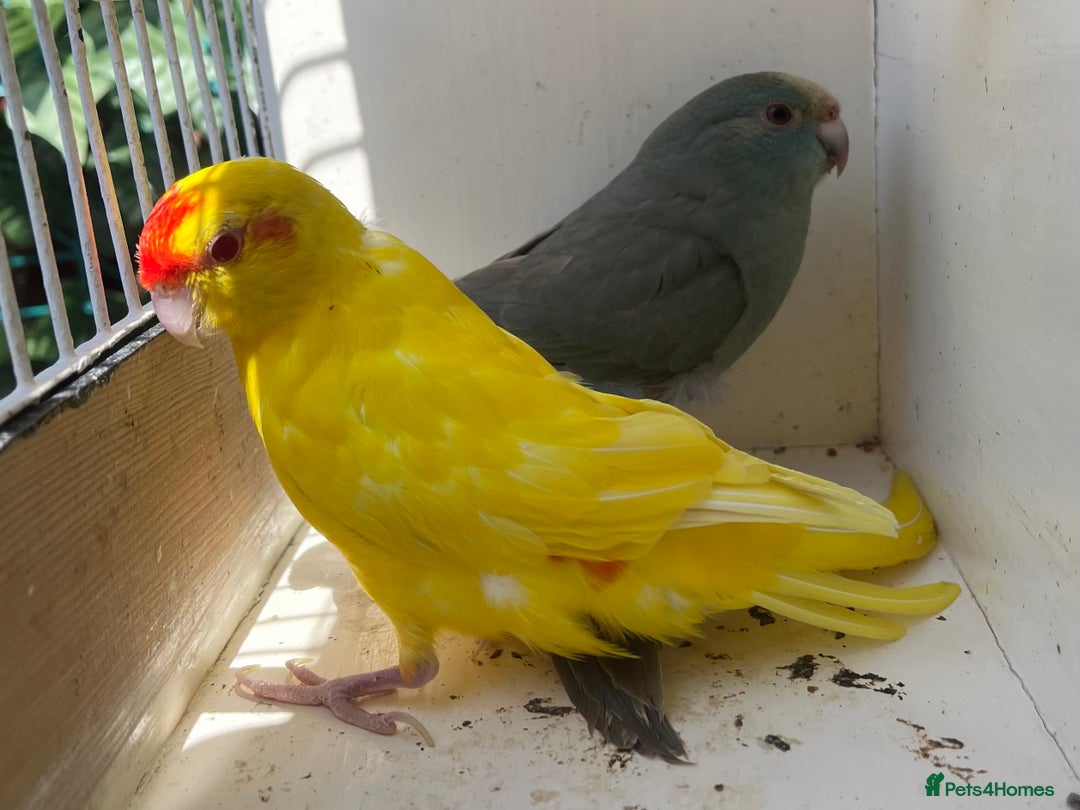 Parakeets birds for sale: Hen kakariki Cinnamon Blue & Buttercup - Image 6