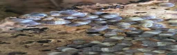 Isopods invertebrates for sale: PANDA KING ISOPODS  in Nuneaton - Advert 1