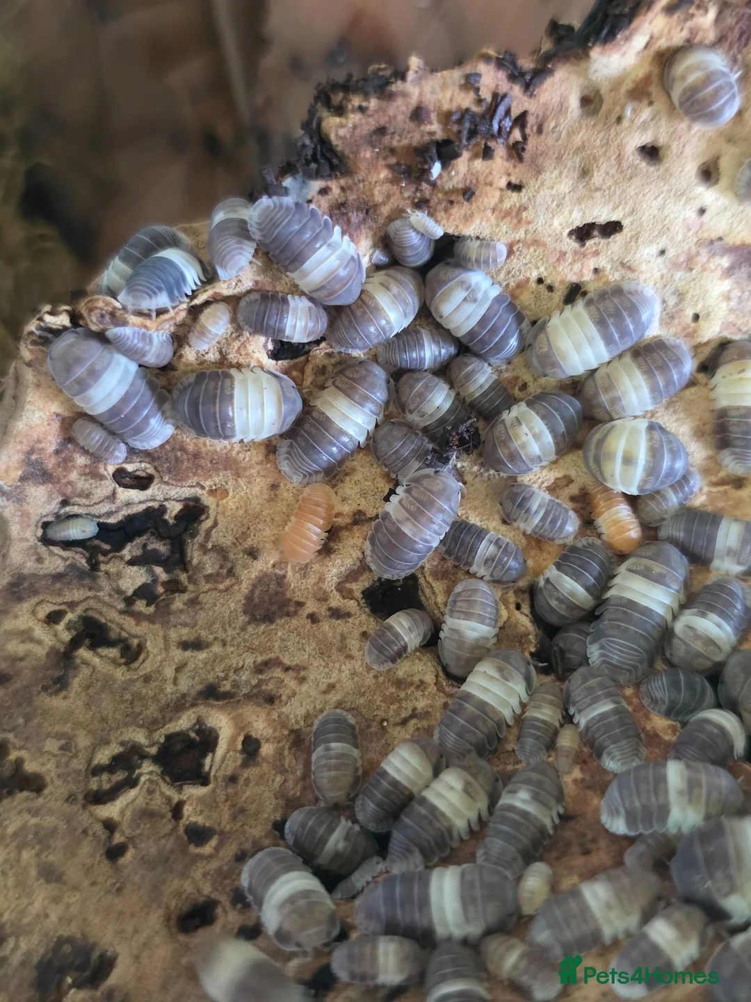 Isopods invertebrates for sale: PANDA KING ISOPODS  in Nuneaton - Advert 1