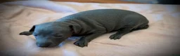 Italian Greyhound dogs for sale: KC Registered Italian Greyhound Girl Puppies - Advert 10