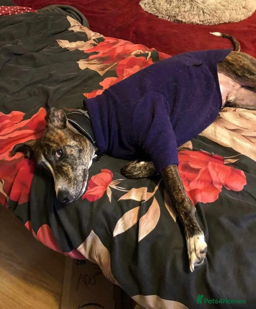 Mixed Breed dogs for adoption: Meet Oscar, currently residing in Oxfordshire  in Abingdon - Advert 4