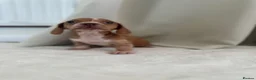 Miniature Dachshund dogs for sale: Beautiful unique miniature Dachunds  in Selby - Advert 3