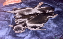 Mixed Breed dogs for sale: ❣️ beautiful Puppie’s ❣️ - Image 6