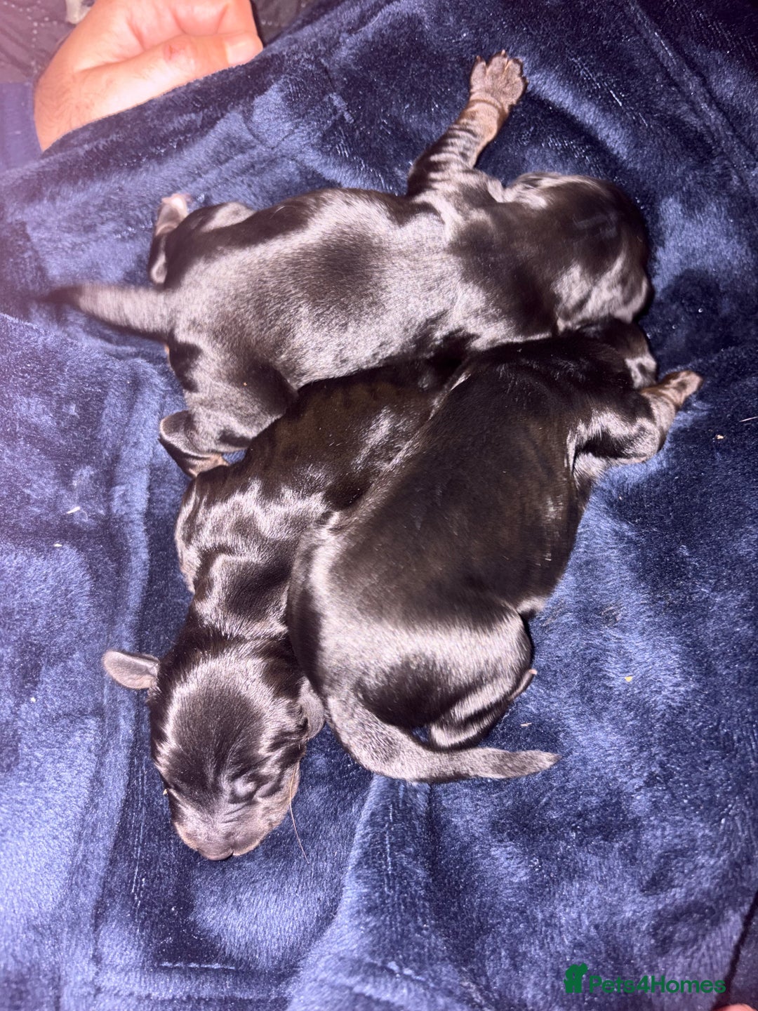 Mixed Breed dogs for sale: ❣️ beautiful Puppie’s ❣️ - Image 6