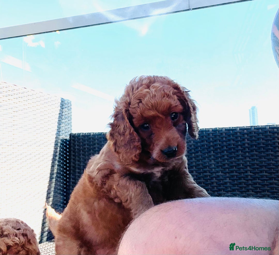 Mixed Breed dogs for sale: Out standing Labradoodle from a loving home  - Image 3