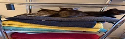 Mixed Breed cats for sale: Four kittens available  in Cirencester - Advert 7