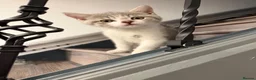 British Shorthair cats for sale: BSH kittens 💝 5 🌟🌟🌟🌟🌟 - Advert 2