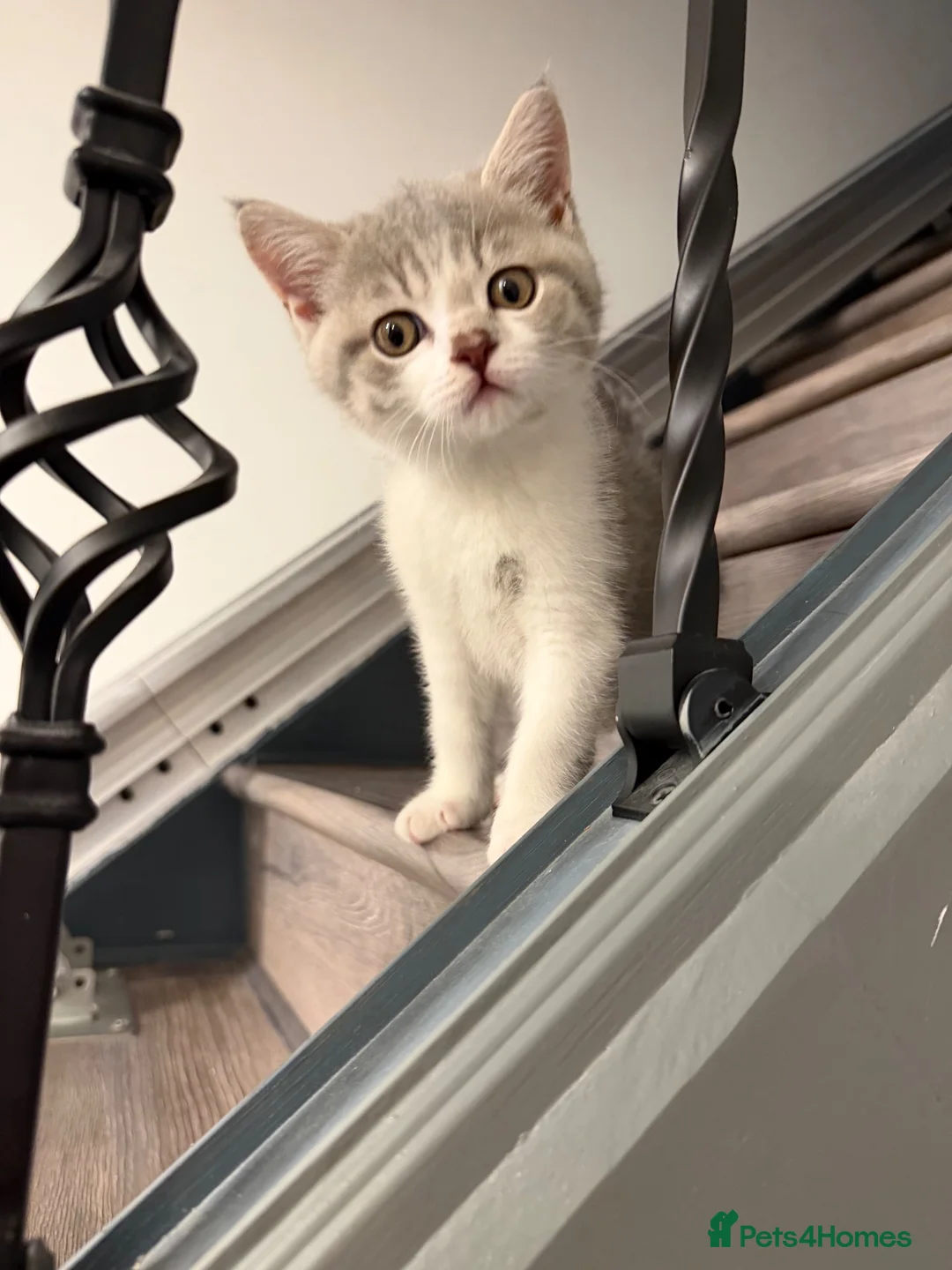 British Shorthair cats for sale: BSH kittens 💝 5 🌟🌟🌟🌟🌟 - Advert 2