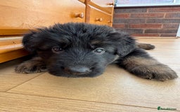 German Shepherd dogs for sale: READY TO GO Long Haired German Shepherd Puppies - Image 13