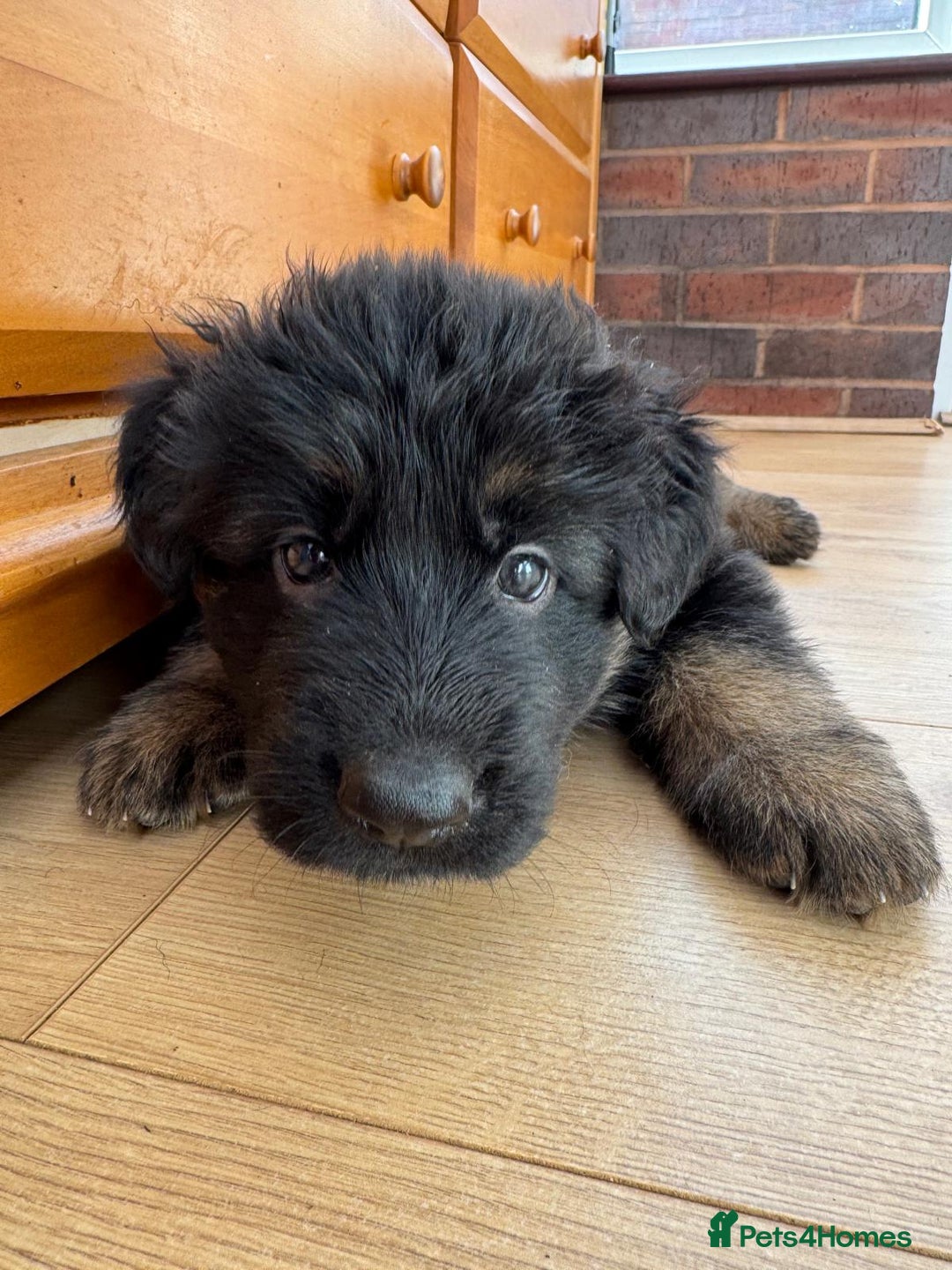 German Shepherd dogs for sale: READY TO GO Long Haired German Shepherd Puppies - Image 13