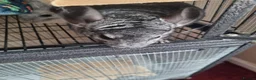 Chinchilla rodents for sale: Female chinchillas - Advert 2