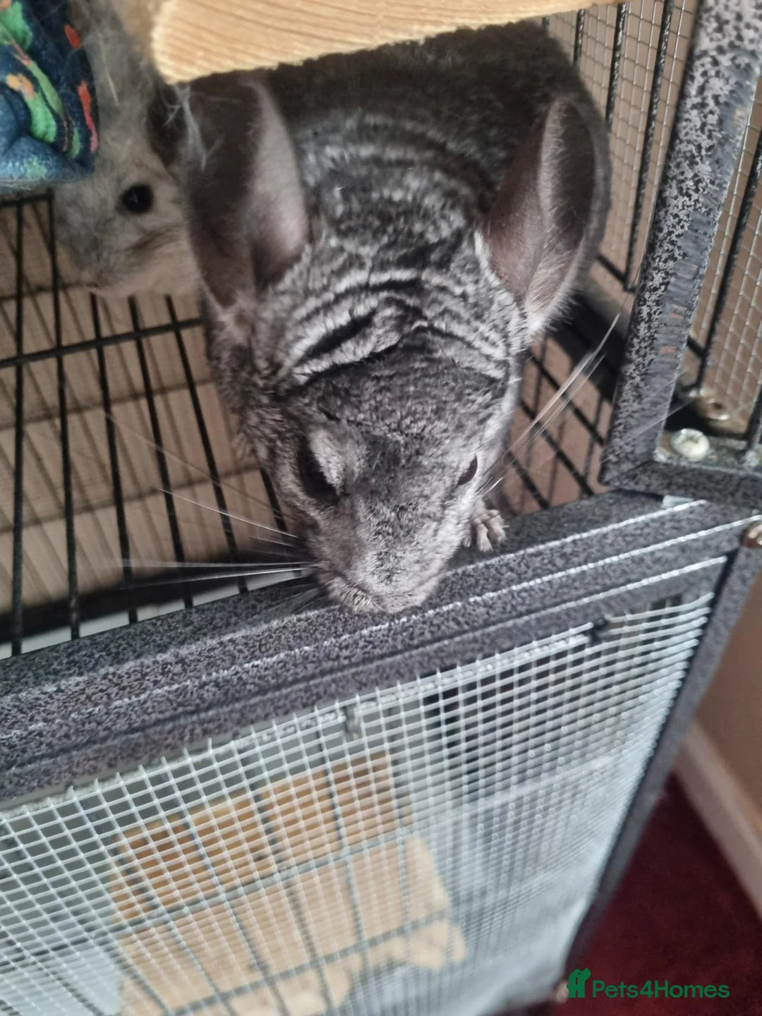 Chinchilla rodents for sale: Female chinchillas - Advert 2