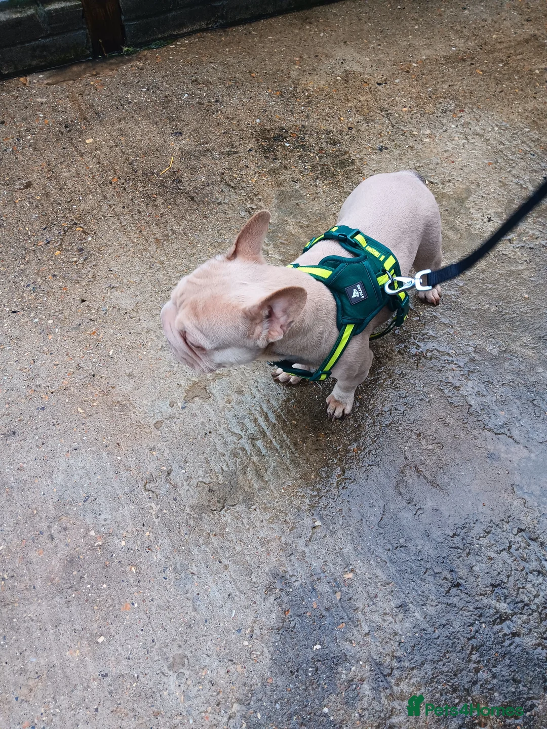 French Bulldog dogs for sale: Female French bulldog  - Advert 2
