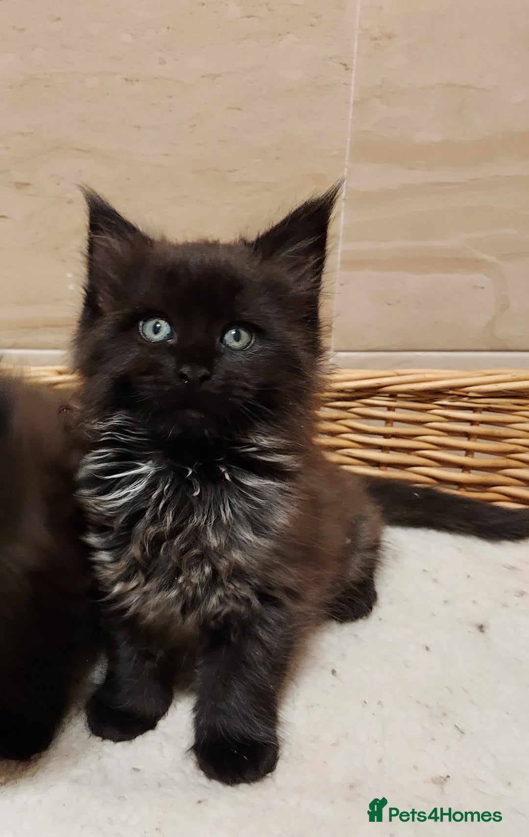 Maine Coon cats for sale: GREAT QUALITY/GCCF/ DNA/ VERY CUTE !!! - Advert 9