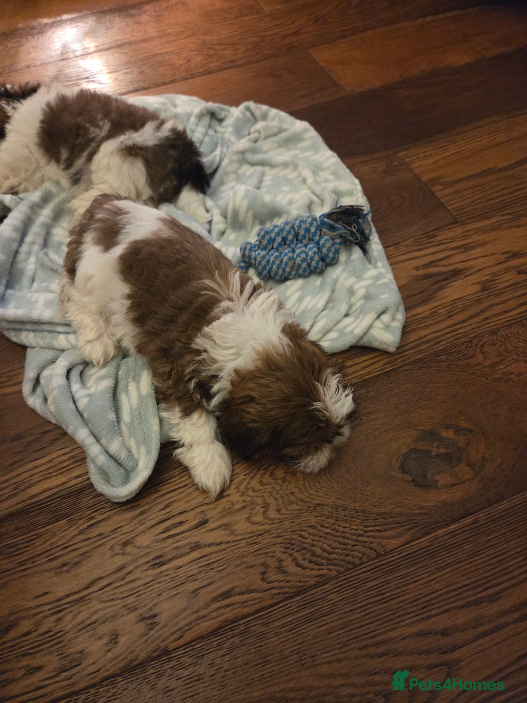 Shih Tzu dogs for sale: 5 stunning kc registered shih tzu pups - Image 5