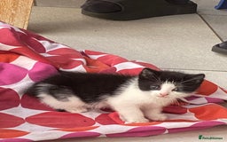 Mixed Breed cats for sale: Black and white Kitten  - Image 2