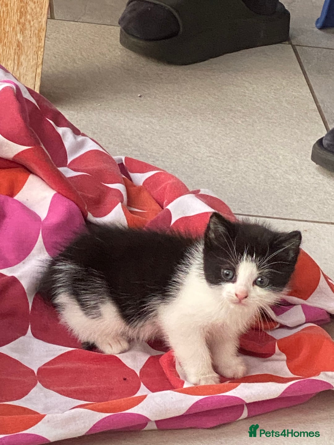 Mixed Breed cats for sale: Black and white Kitten  - Image 2