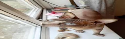 Mixed Breed cats for sale: Half sphynx half British shorthair kittens  - Advert 8