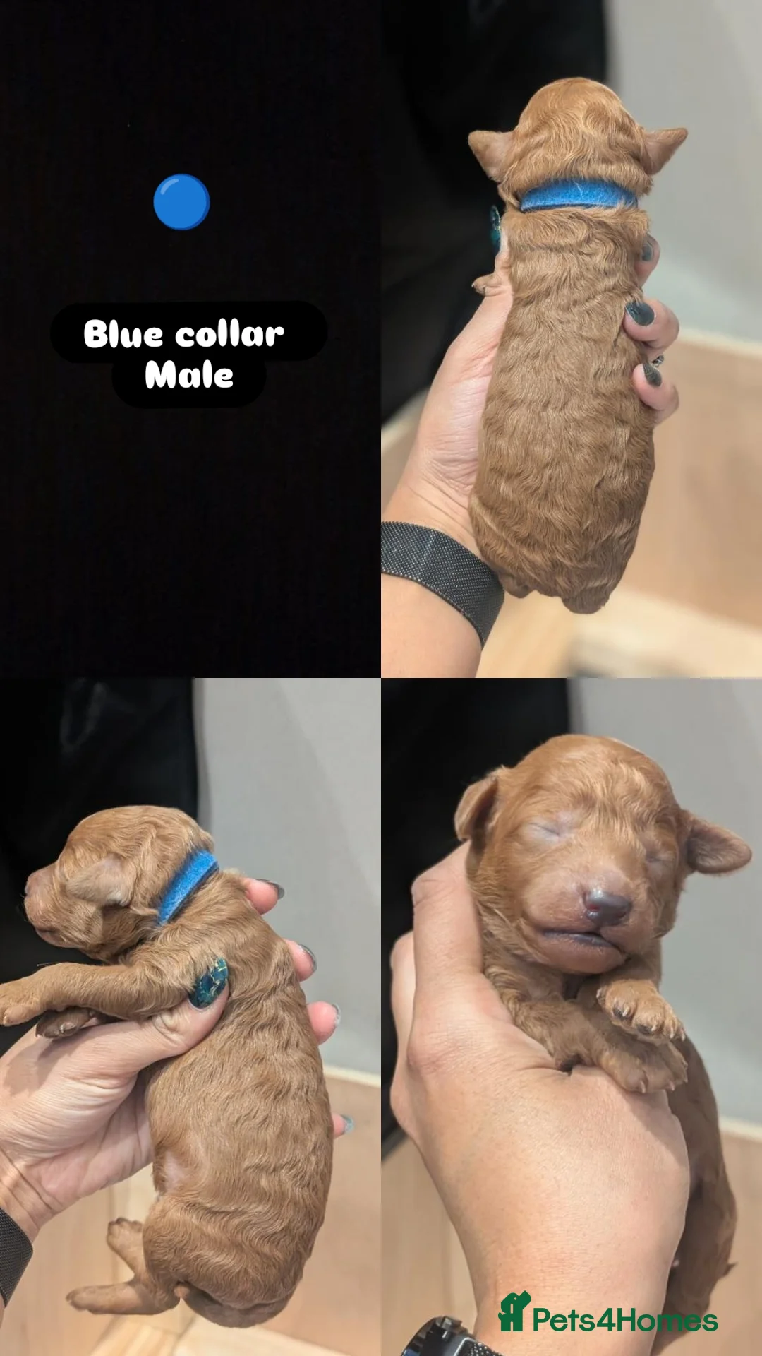 Goldendoodle dogs for sale: Miniature goldendoodle puppies   - Advert 18