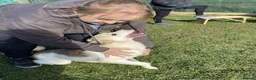 Mixed Breed dogs for adoption: Bizzy for adoption in Leighton Buzzard - Advert 10