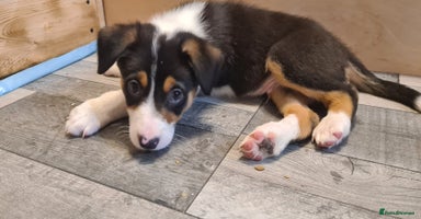 Border Collie dogs - Advert 1