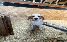 Beagle dogs for sale: 2 adult bitches and a 6 month tri boy - Image 3