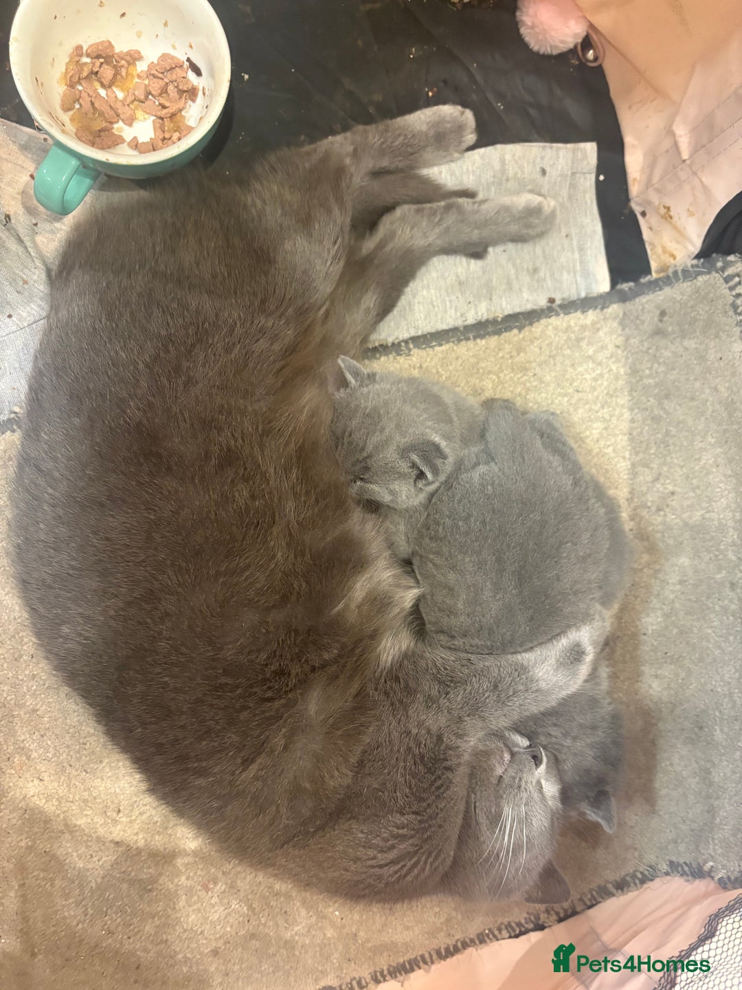 British Shorthair cats for sale: British Shorthair kittens  - Advert 21