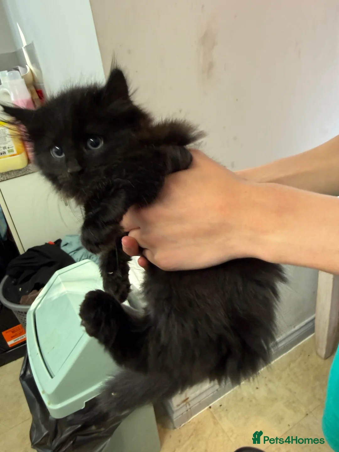 Mixed Breed cats for sale: 4 beautiful kittens ready to go now! - Advert 11