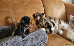 Maine Coon cats for sale: Active female maincoon gccf and tica - Image 13