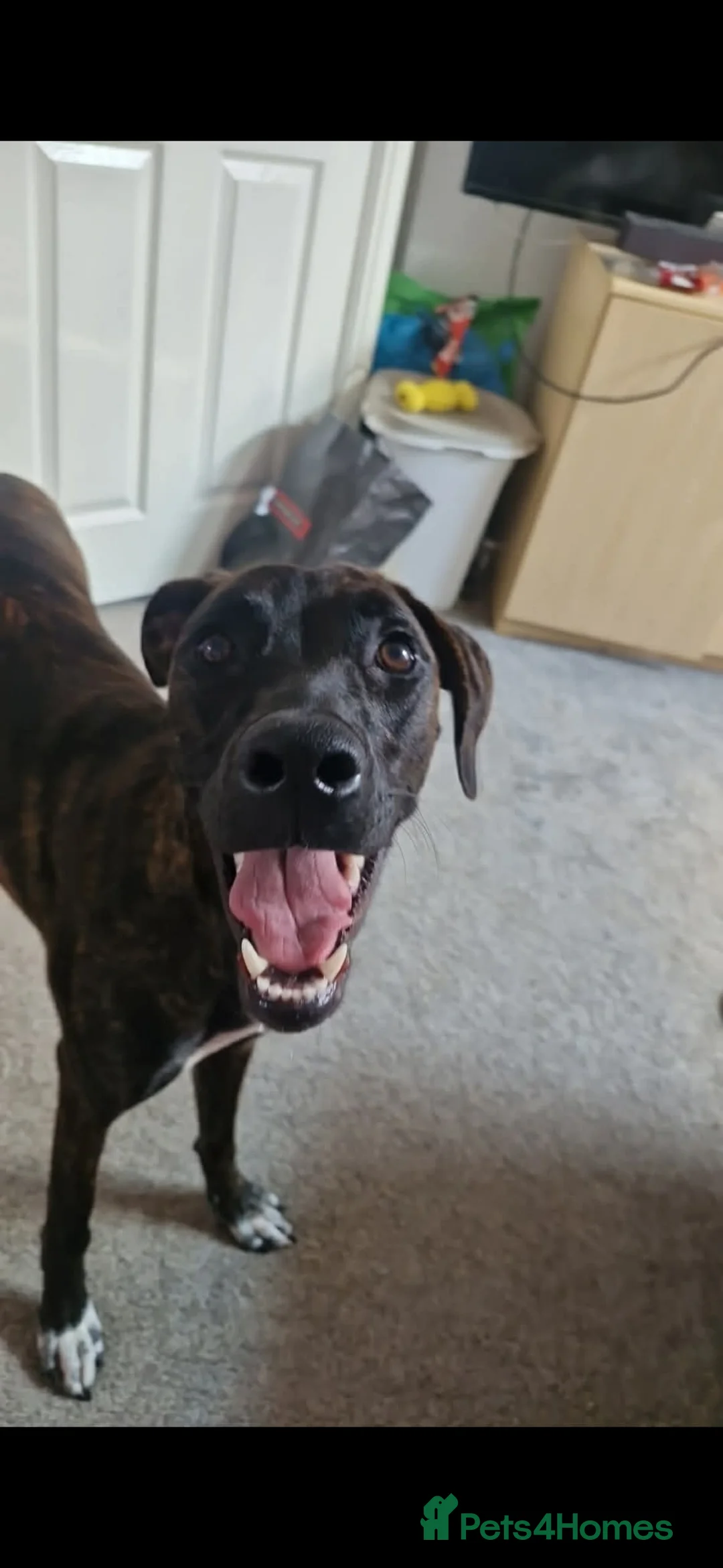 Mixed Breed dogs for sale: Belgian malinois cross greyhound  in Nottingham - Advert 5