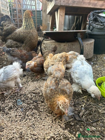 Chickens poultry - Advert 20