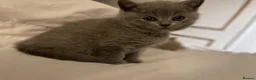 British Shorthair cats for sale: 🐾 4 British Blue kittens  🐾 - Advert 9