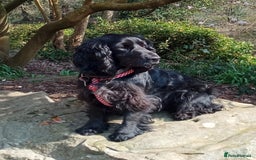 Cocker Spaniel dogs for sale: KC reg show cocker spaniel puppies - Image 19