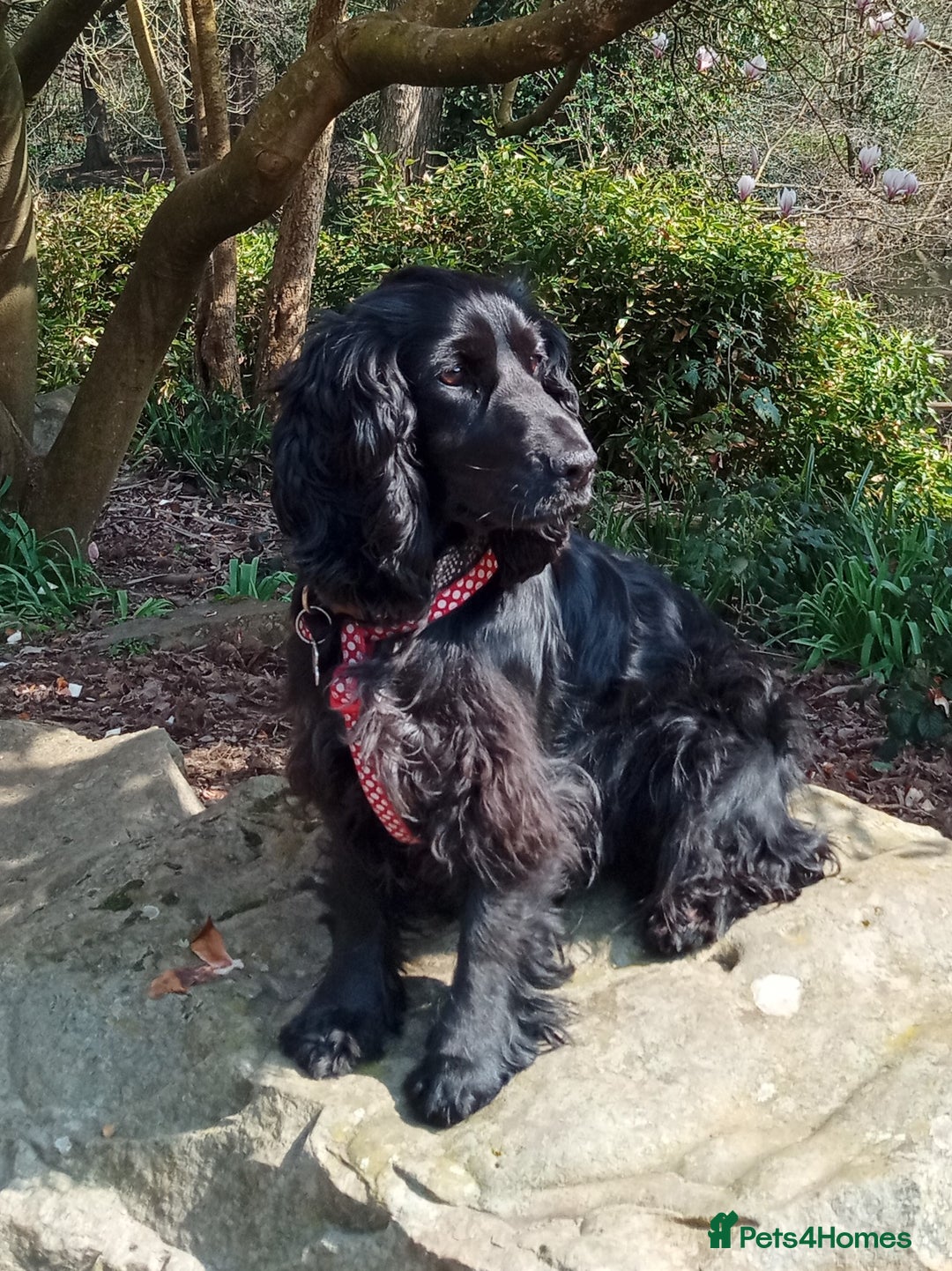 Cocker Spaniel dogs for sale: KC reg show cocker spaniel puppies - Image 19