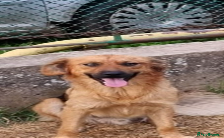 Mixed Breed dogs - Advert 12